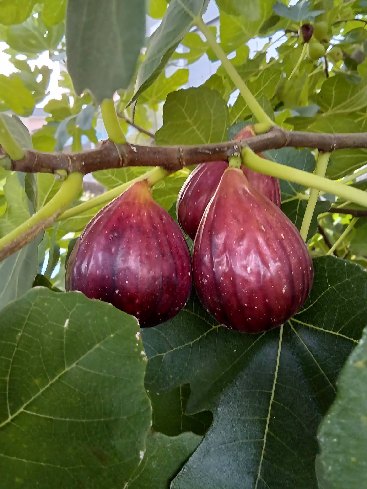 No.25 久留米紅丸 (Kurume Benimaru) 経過観察 皮:赤紫～黒紫 果肉:臍
