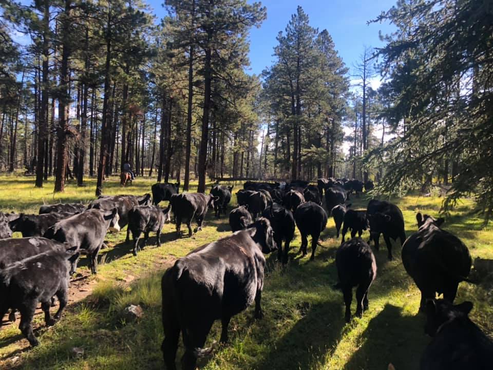 Diamond K Angus Ranch | Springerville AZ