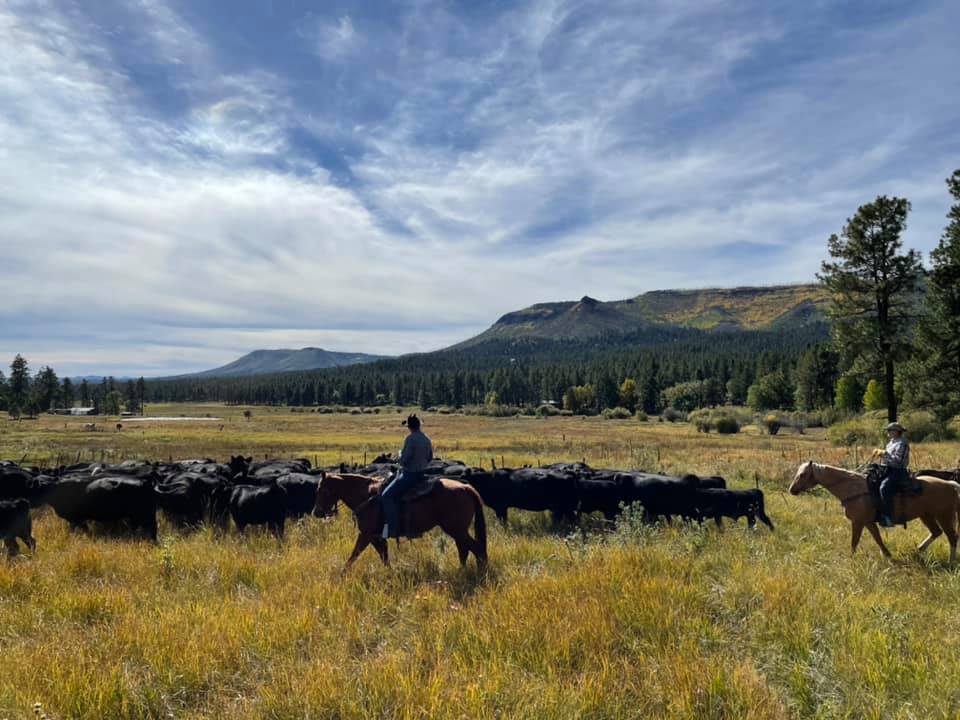 Diamond K Angus Ranch | Springerville AZ