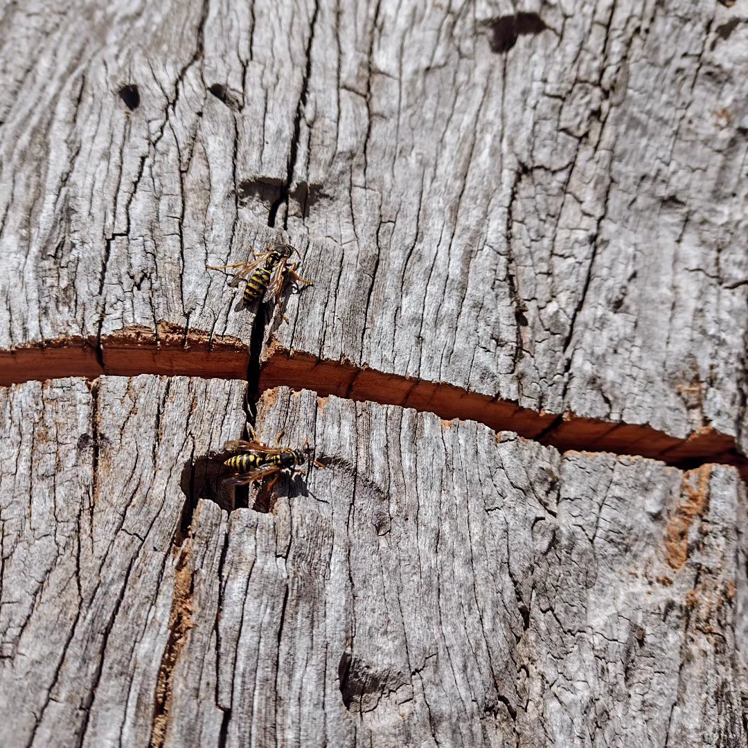 A E Tree Care | Castlemaine VIC