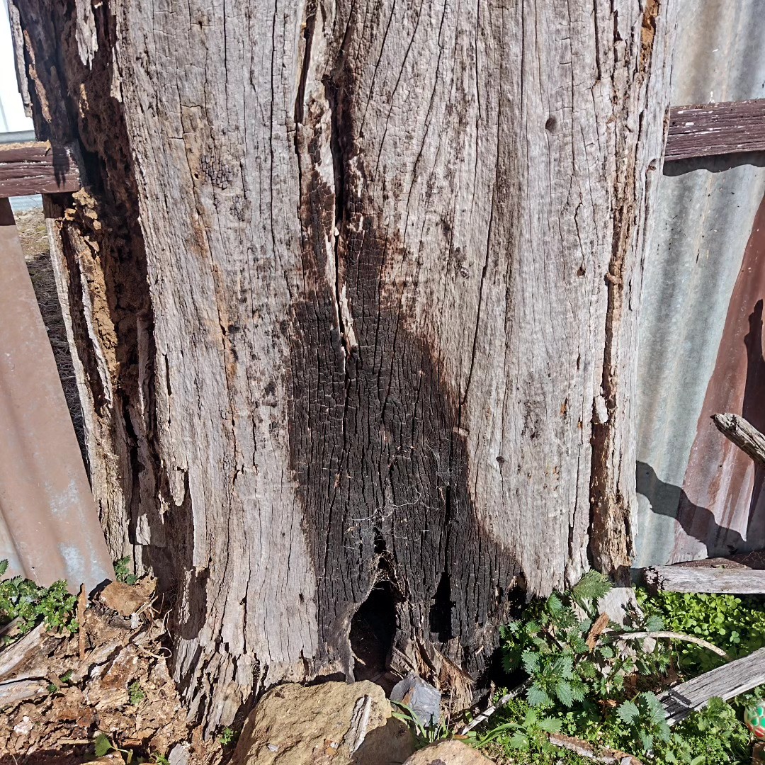 A E Tree Care | Castlemaine VIC