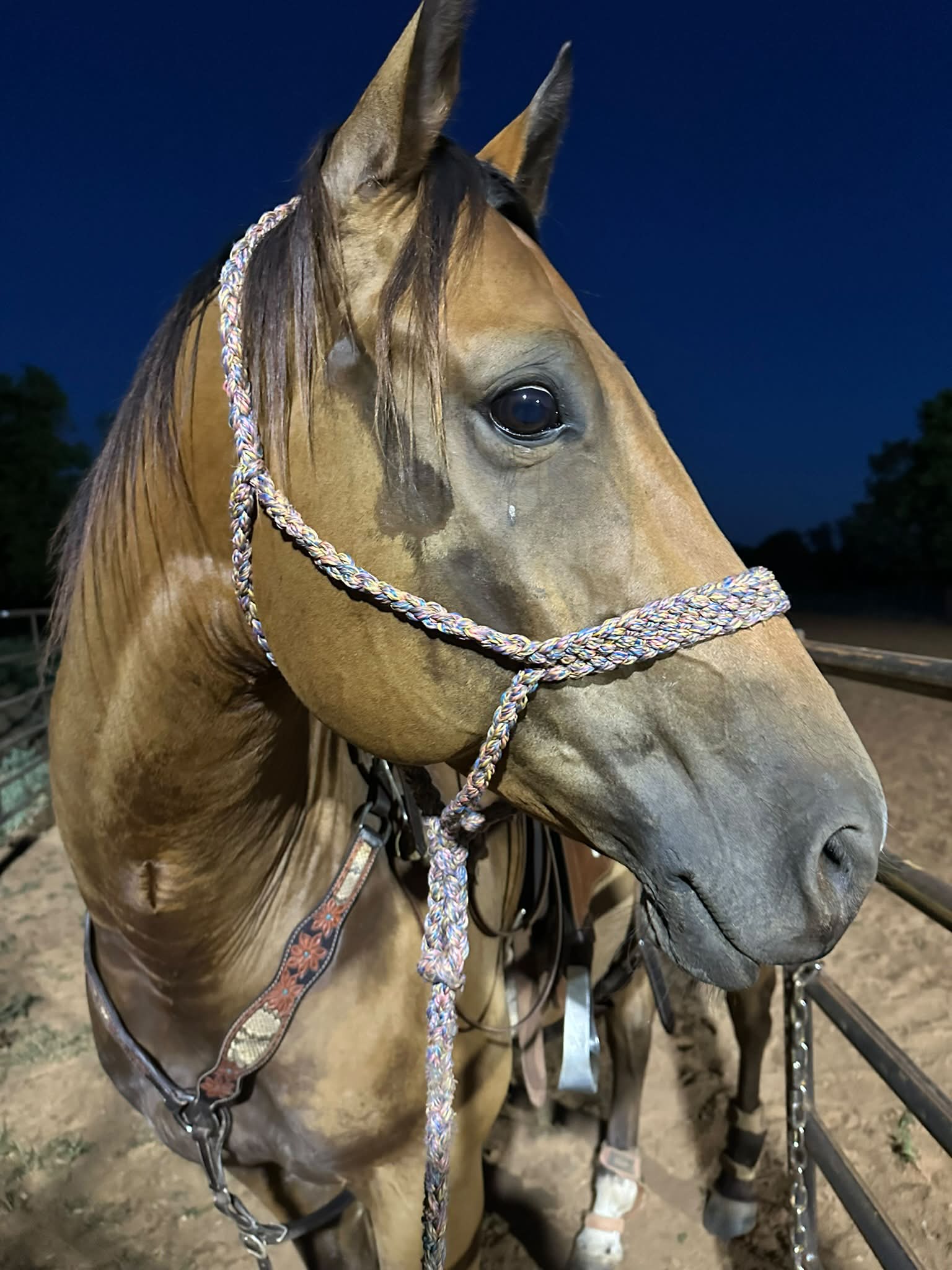 B12 injections for performance horses: experiences and best practices