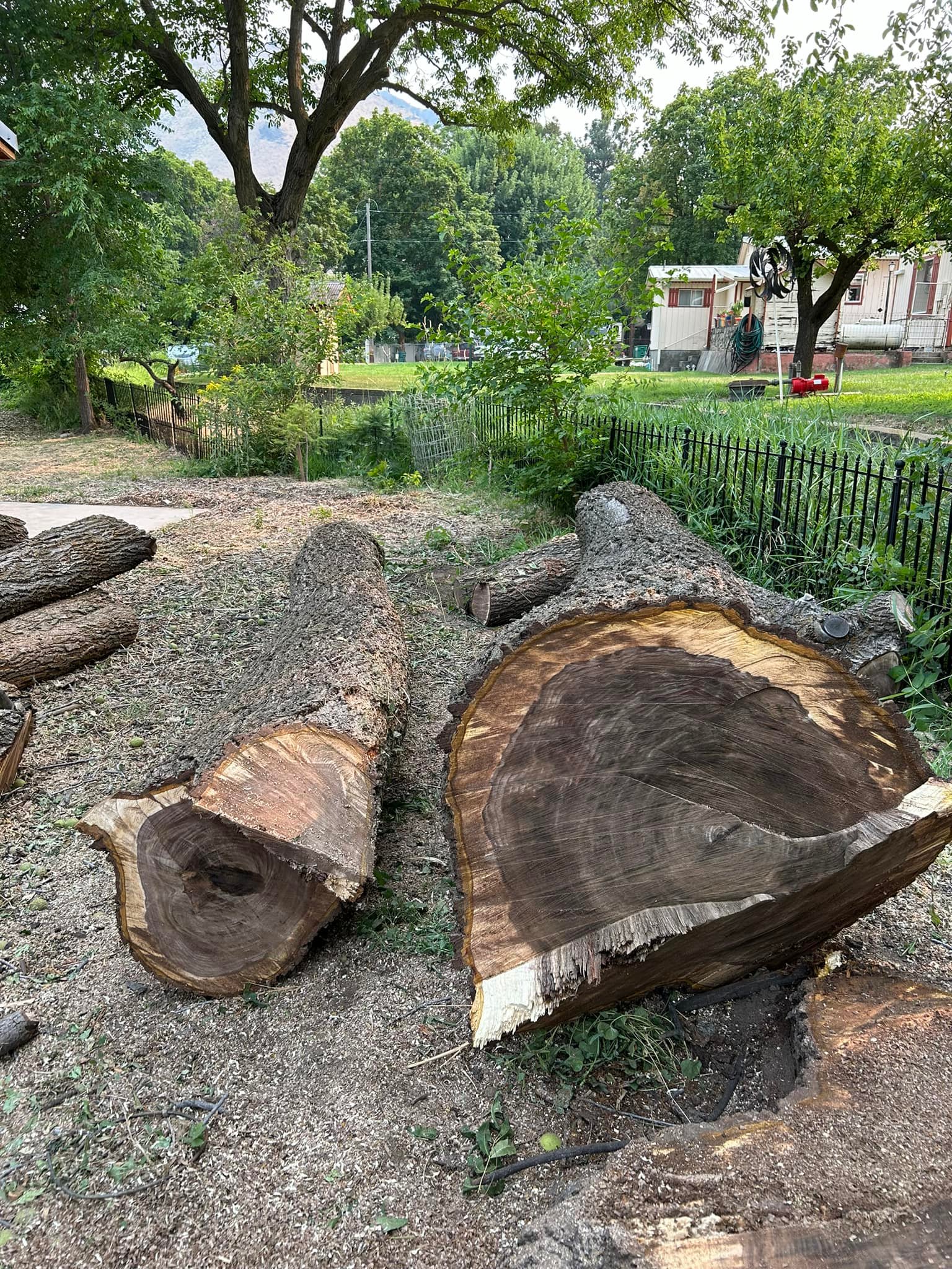 Black walnut log value and selling options display picture 1