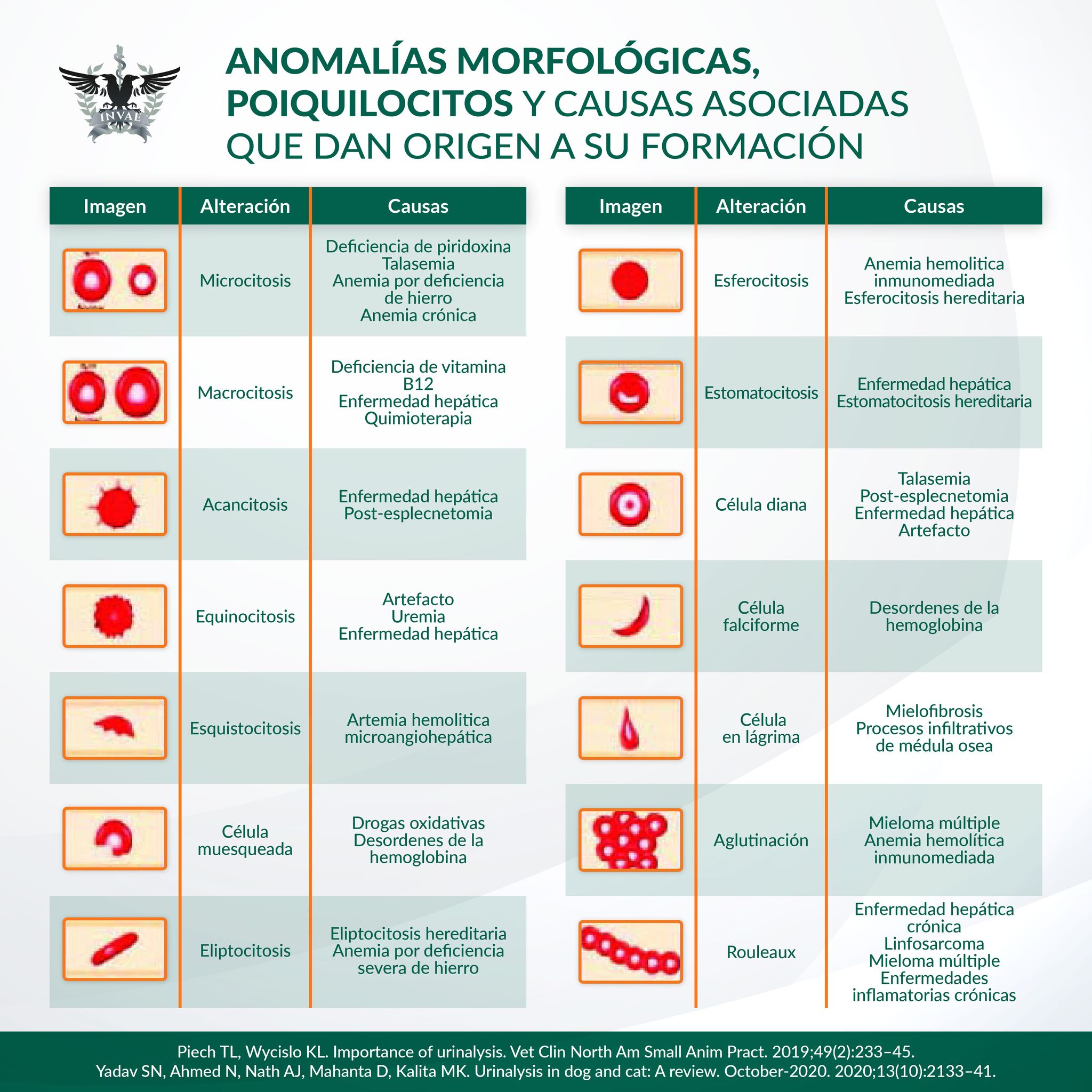INVAE - La evaluación cuantitativa del hemograma es importante, pero el ...