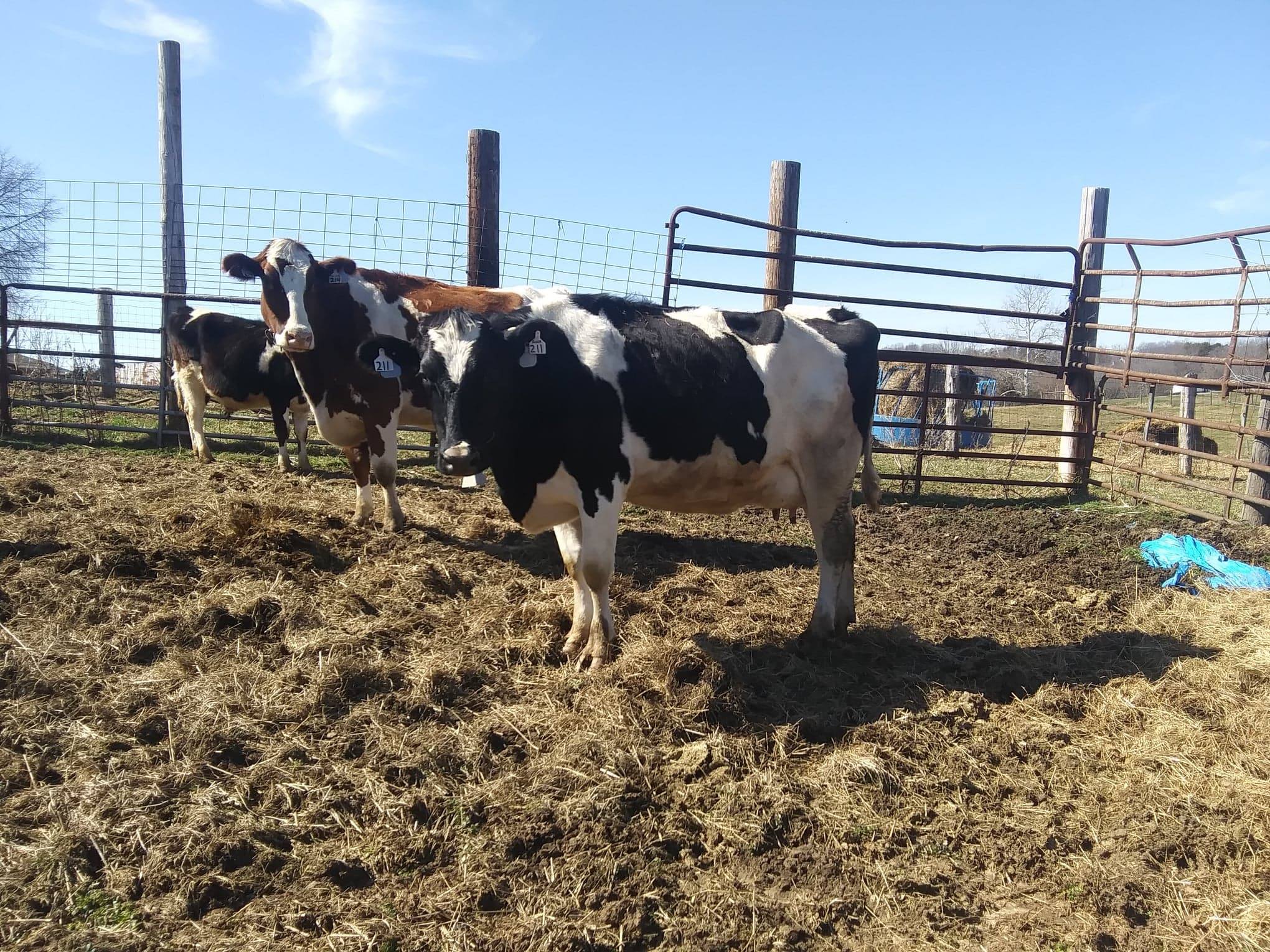 5 Rider's Farm - Juggs & June with their double udder...