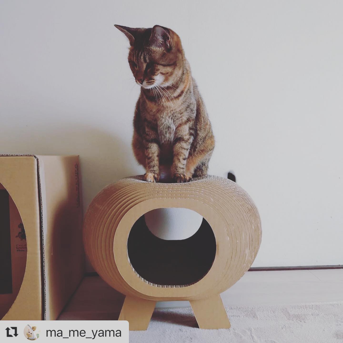 にゃんボール