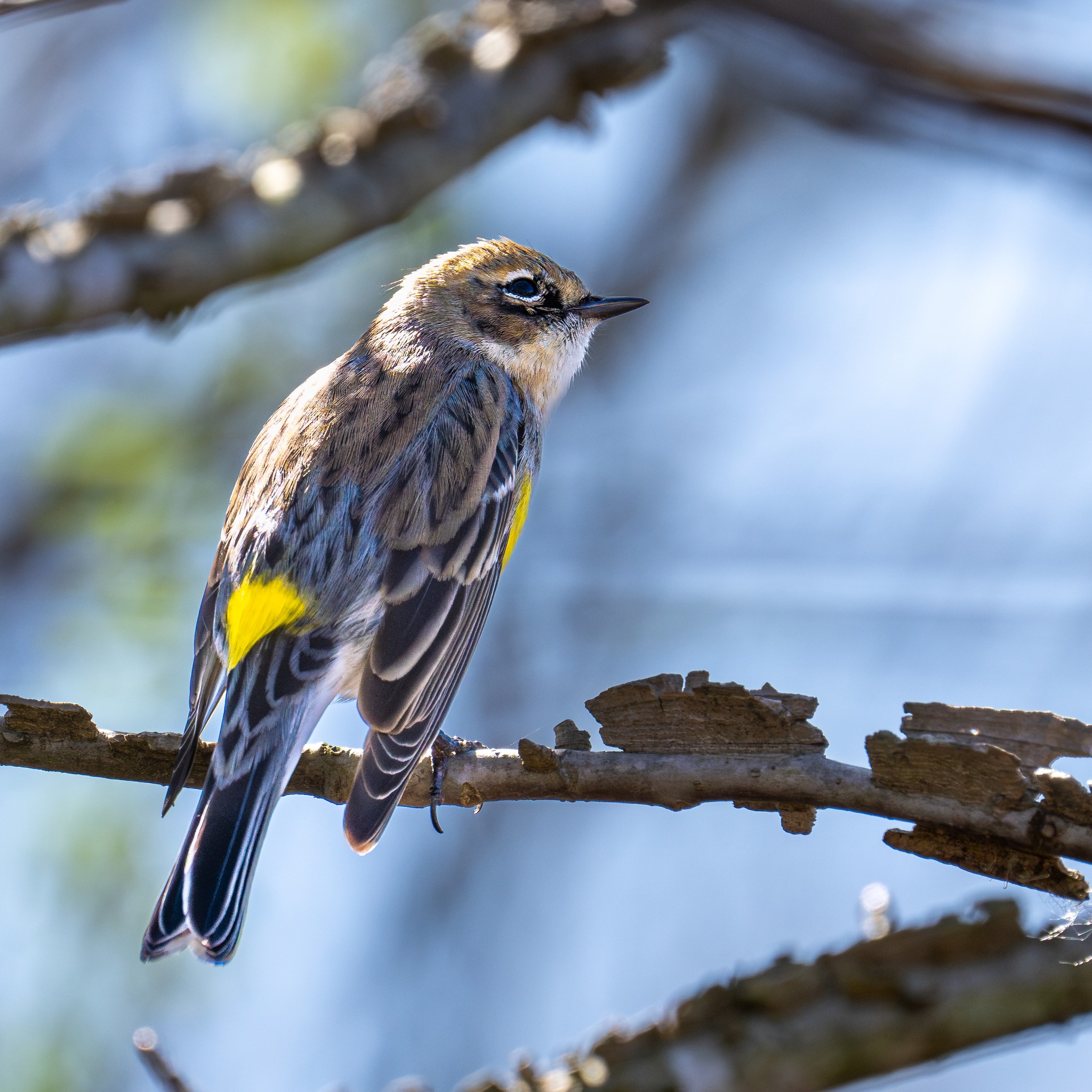Yellow-rumped warbler territorial behavior