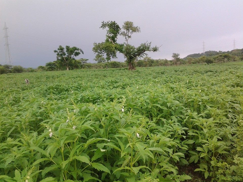 Selit, Sesame Processing, Metema. | Metema