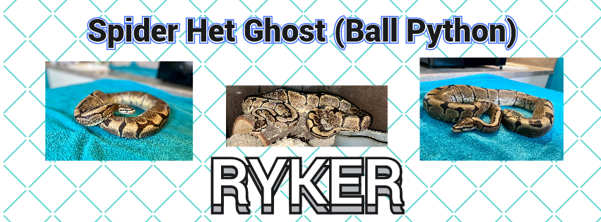 RYKER the BALL python