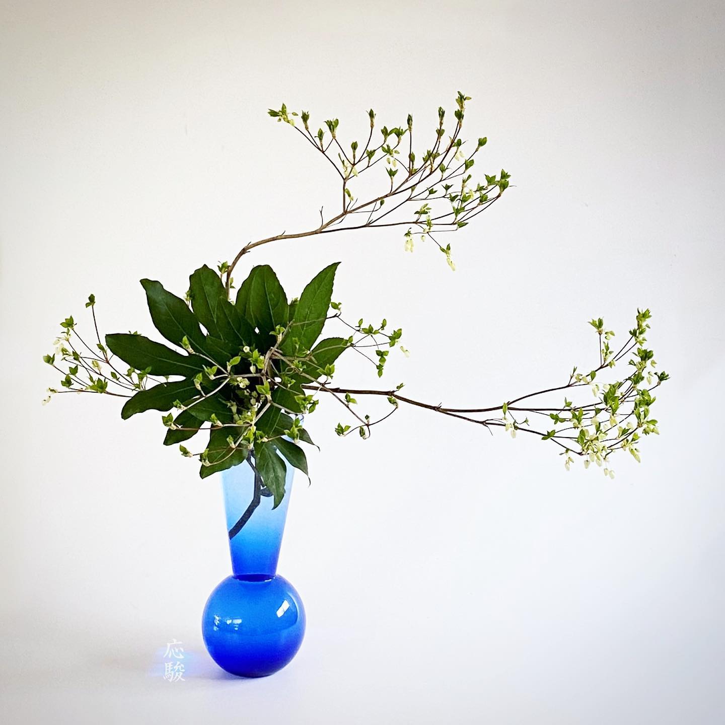 いけばな松風/Ikebana - #enkianthus #灯台躑躅 #満天星躑躅