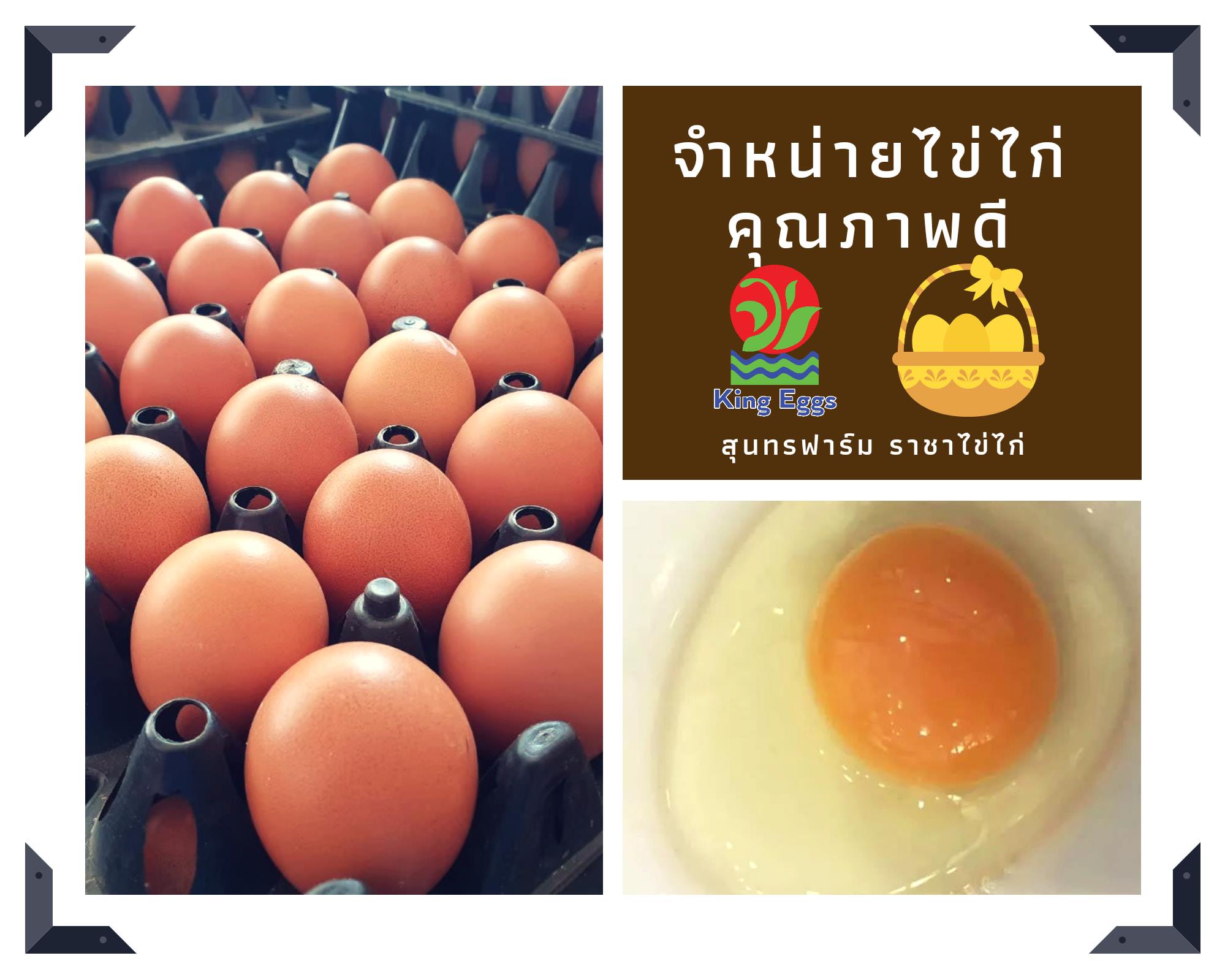 สุนทรฟาร์ม... - คิงส์ เอ้กส์ - ราชาไข่ไก่ - King Eggs