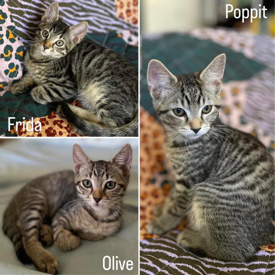 ️ ️ADOPTED ️ ️ 🍡🍰 MEET FRIDA,... - Perth Rescue Angels | Facebook