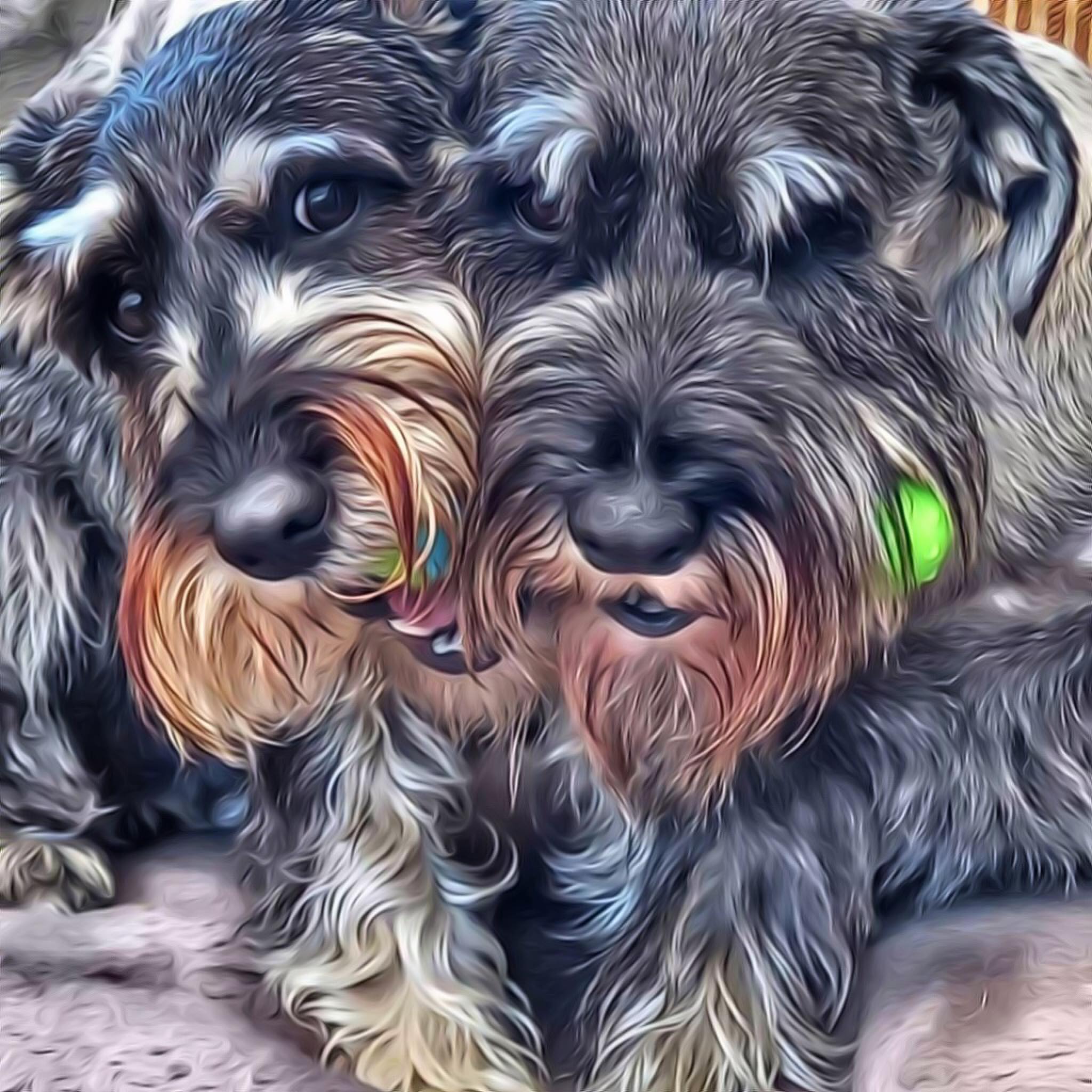 Rufus and Ziggy’s... - Rufus and Ziggy’s Adventures
