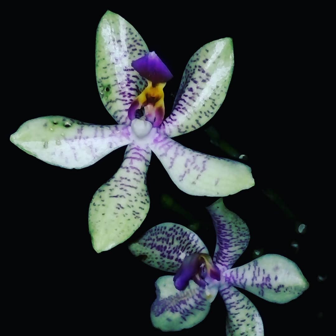 Cutting unproductive roots on orchids aims to regrow new, healthier ...