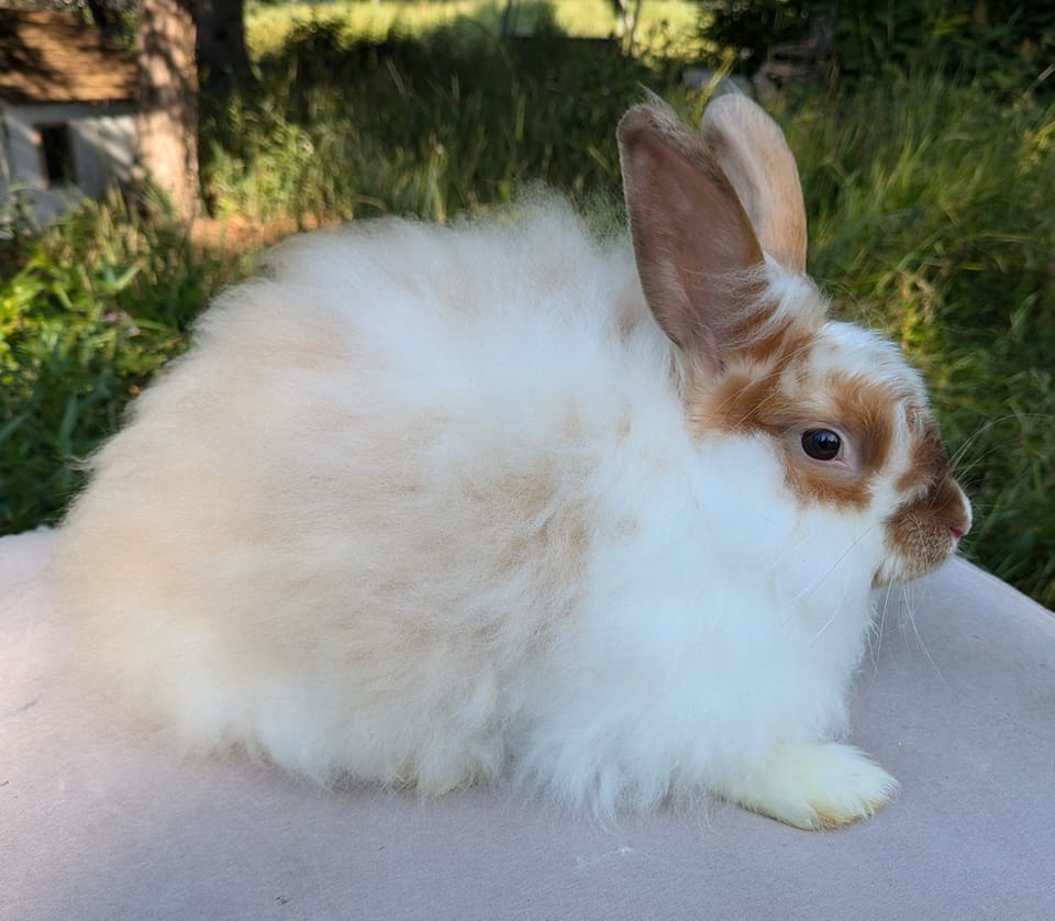 Saskatchewan Rabbit Club | Facebook