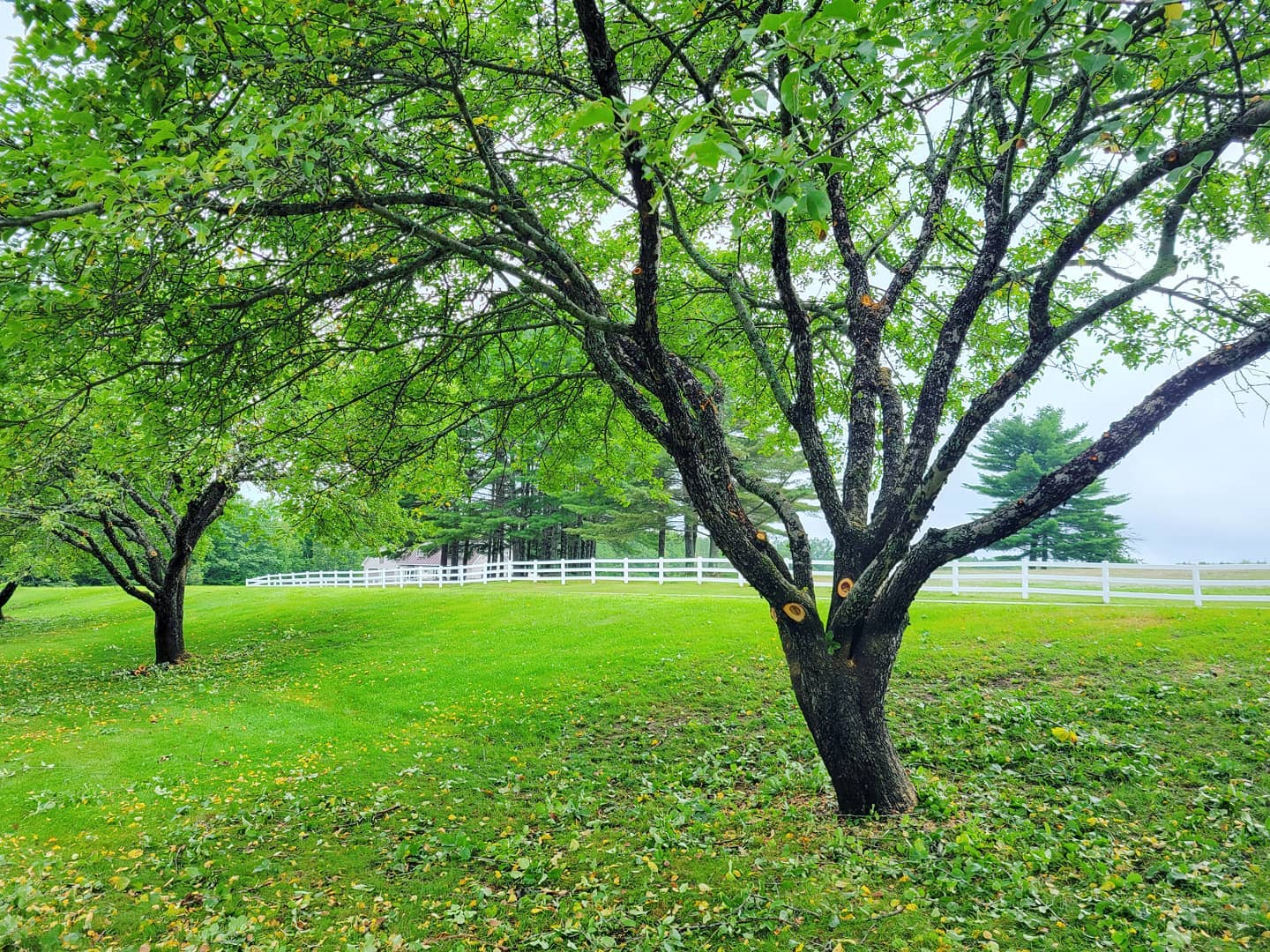 Pinnacle Tree | Hallowell ME