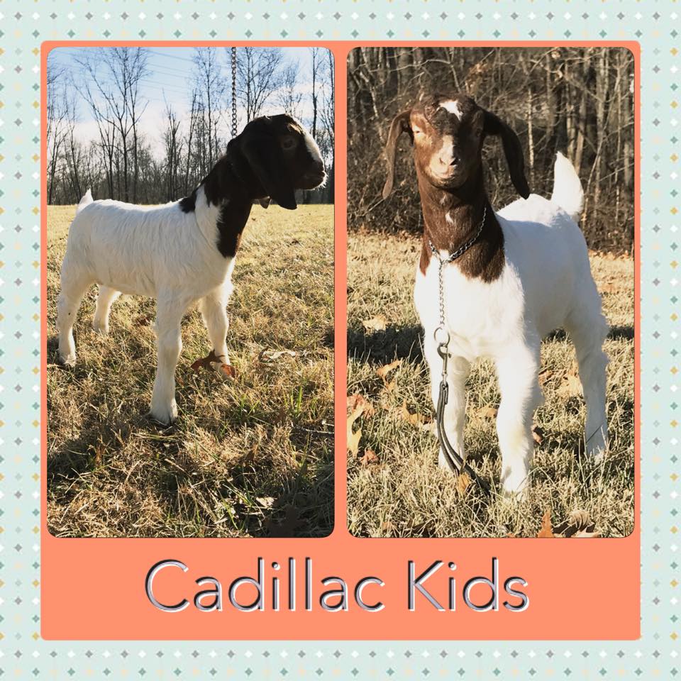 Roper Farm Boer Goats | Gosport IN