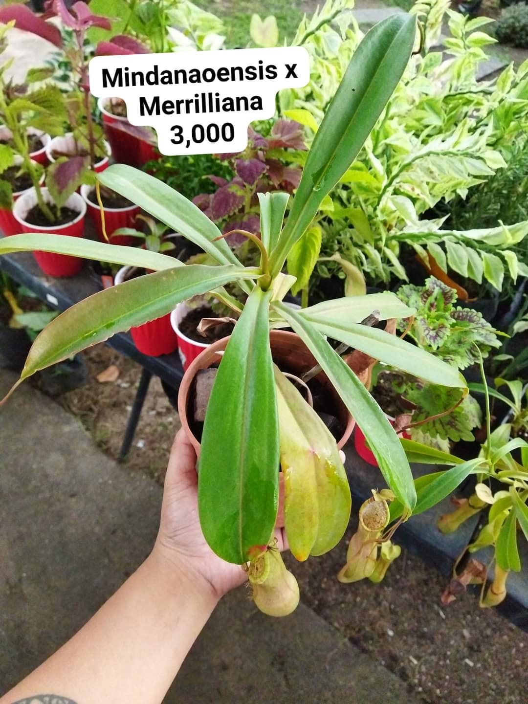 ‼️ AVAILABLE‼️ - Plants R Us -Manila