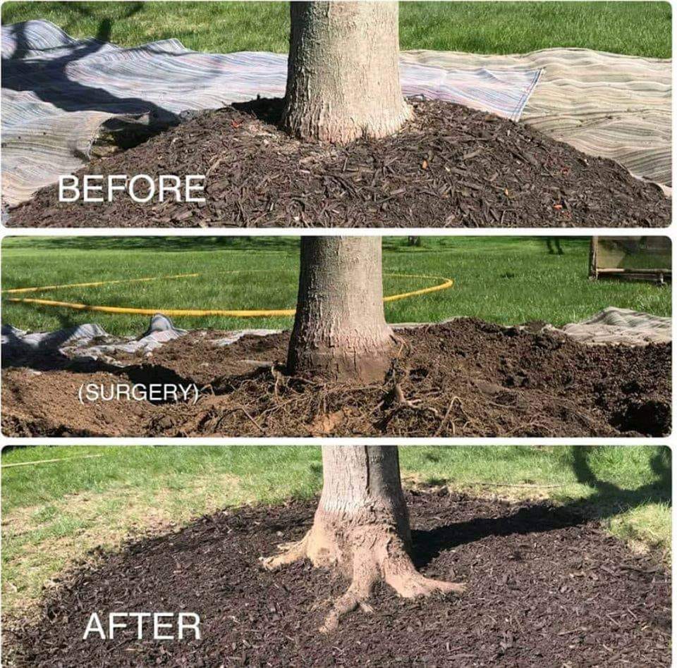 Patriot Tree Service LLC | Sebewaing MI