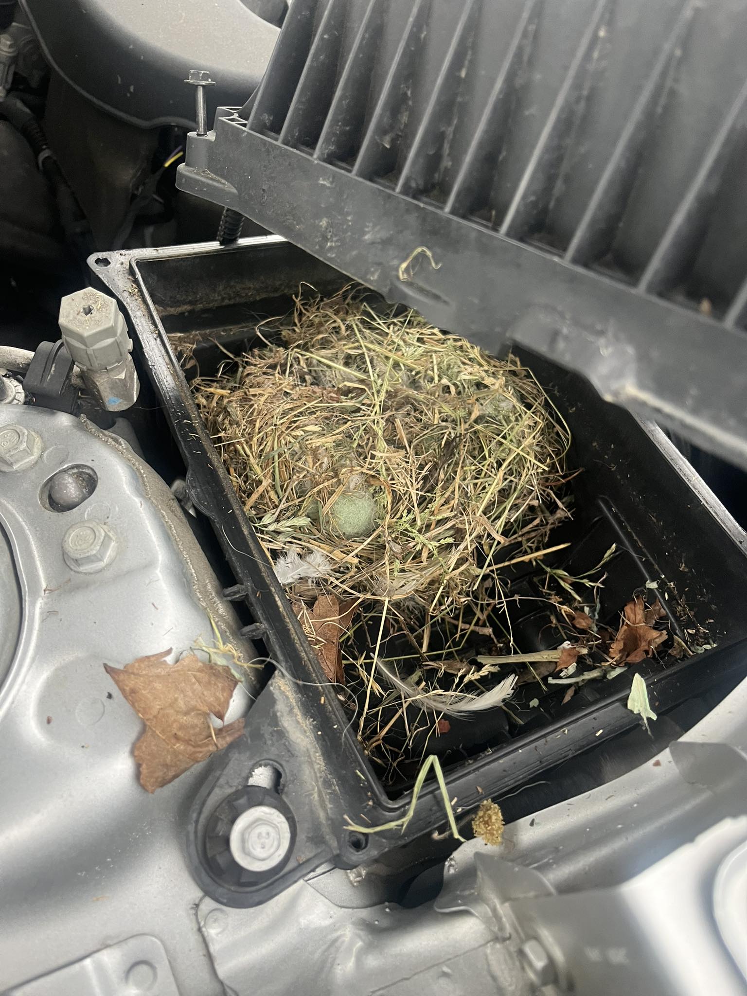Sparrow nests in car air intake tubes
