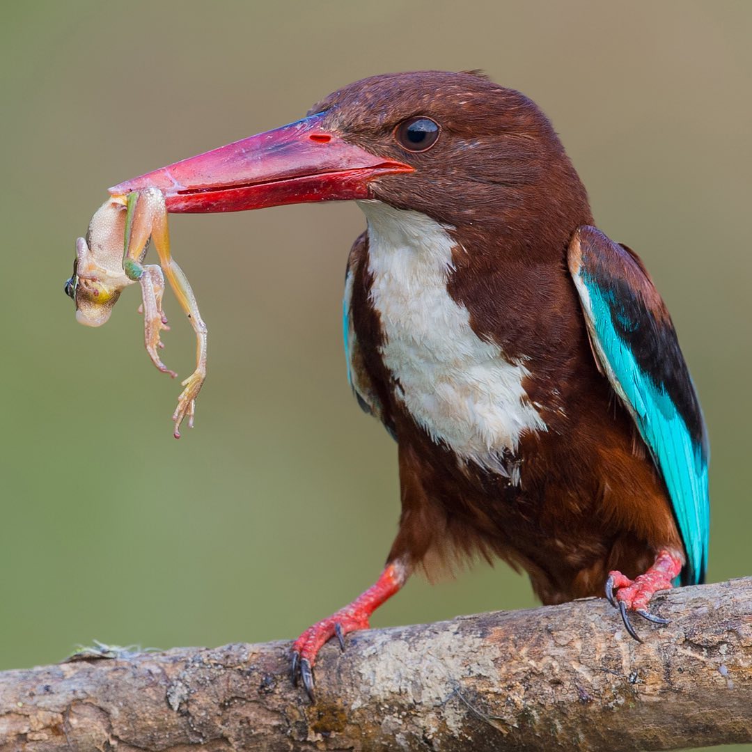 TRAKUS - İzmir yalıçapkını / White-throated Kingfisher