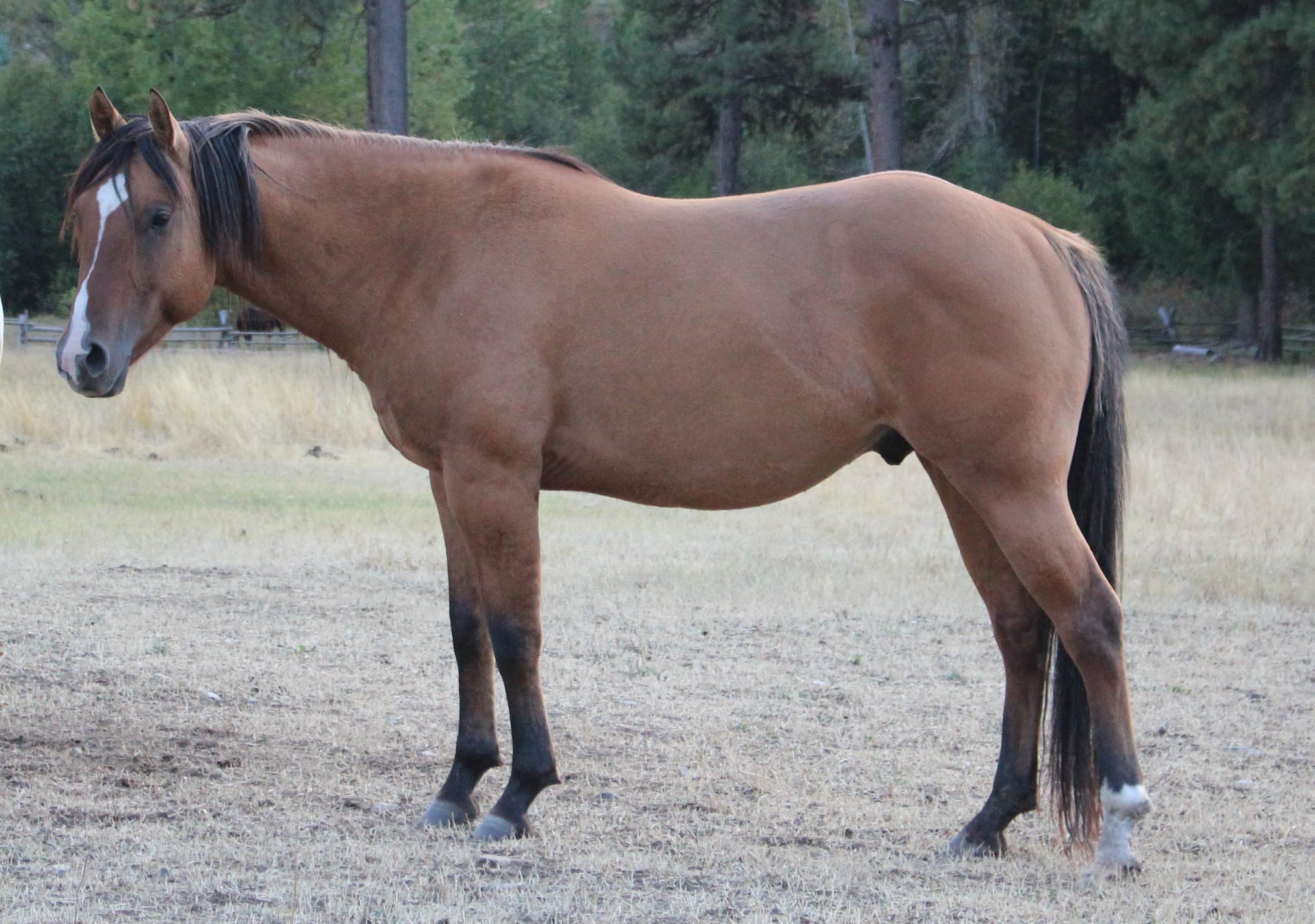 A.L.E. Ranch