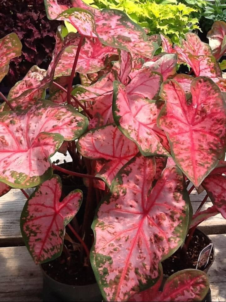 Caladium Cebu - Bright pink leaves with ruby red veining...