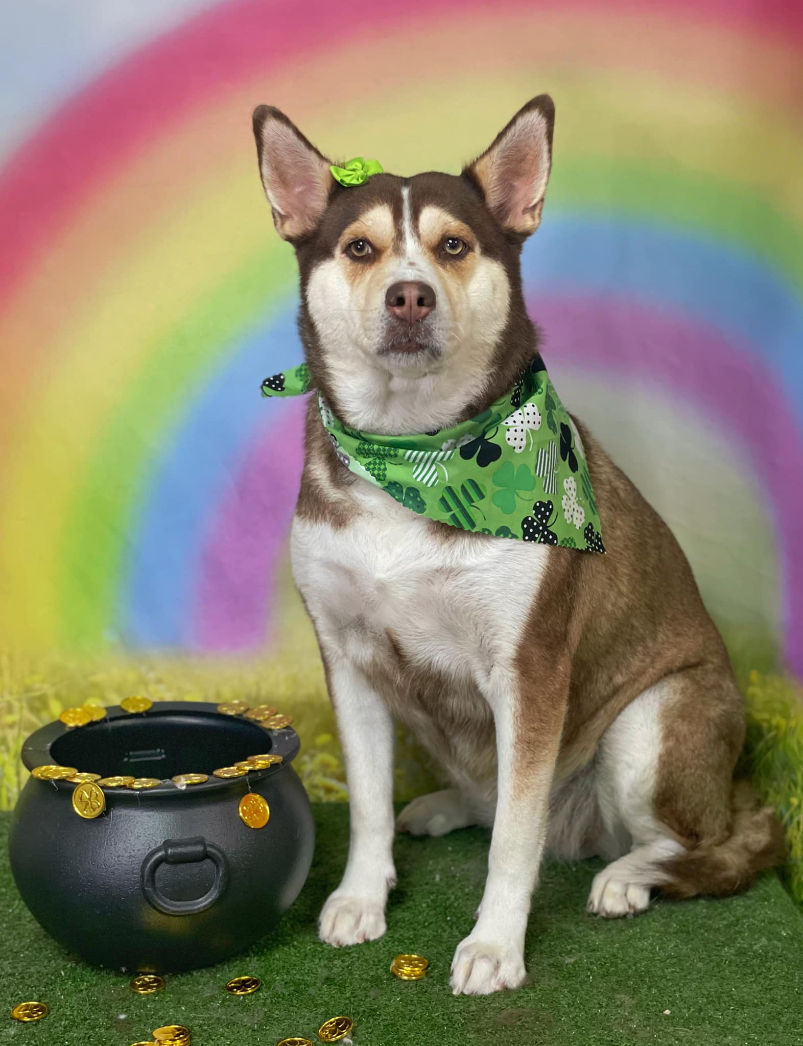 The furry racing crew Sylvia, Toby &... - Dawn Perdue Racing | Facebook