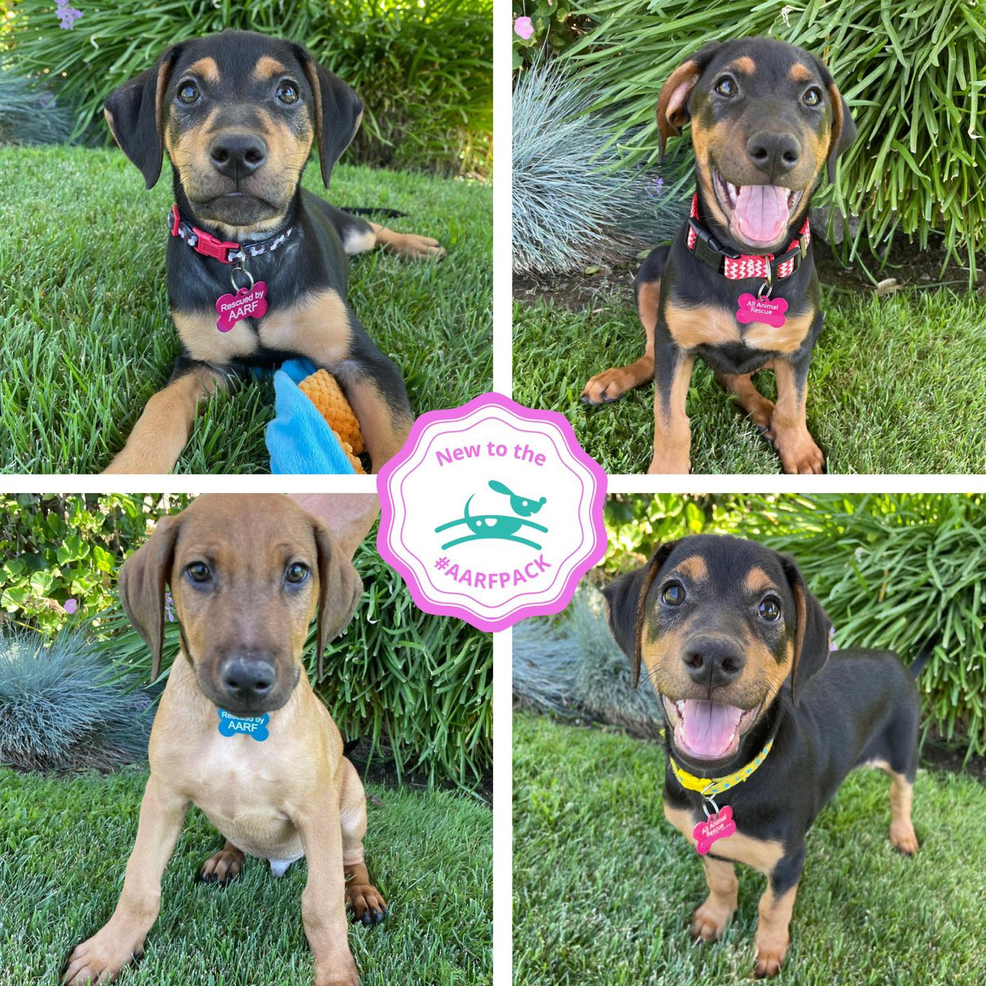 🐾 RESCUED 🐾 💗💙 Meet the... - All Animal Rescue & Friends | Facebook