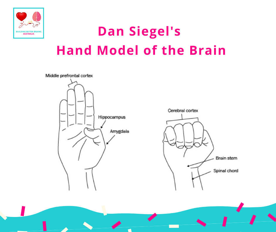 How to explain the hand model of... - Building Better Brains | Facebook
