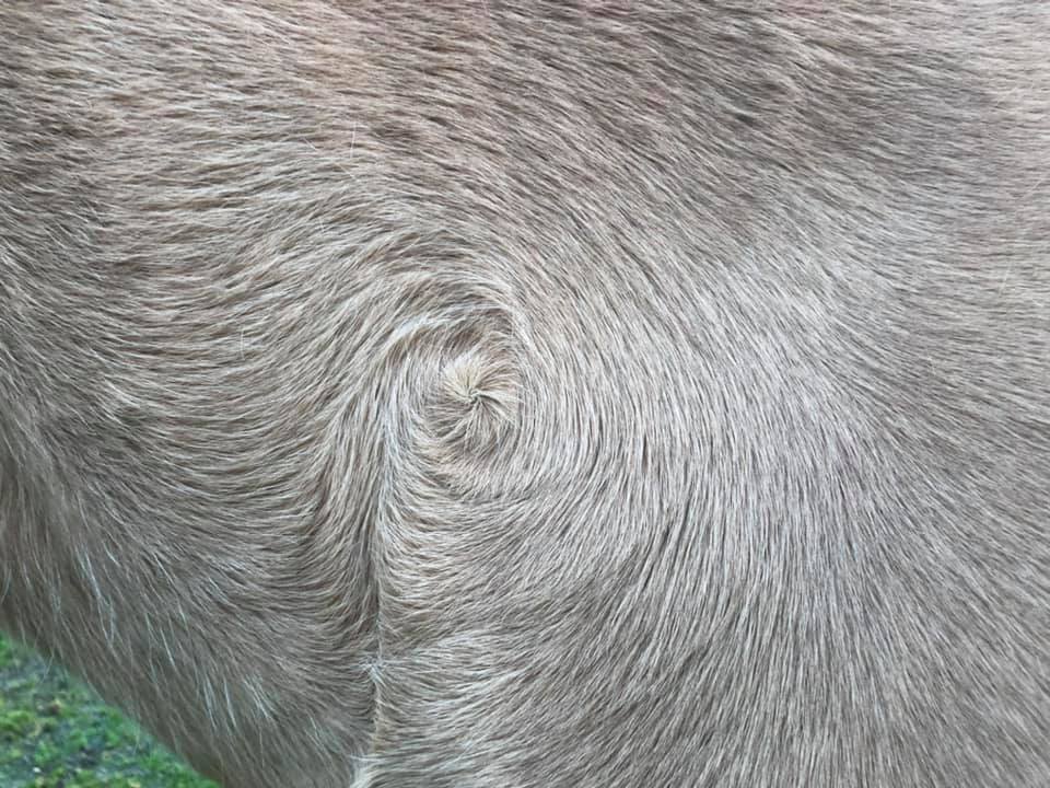 Footnote Farm - Fjords might not have white markings ......