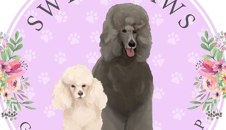 Sweet Paws | Santiago