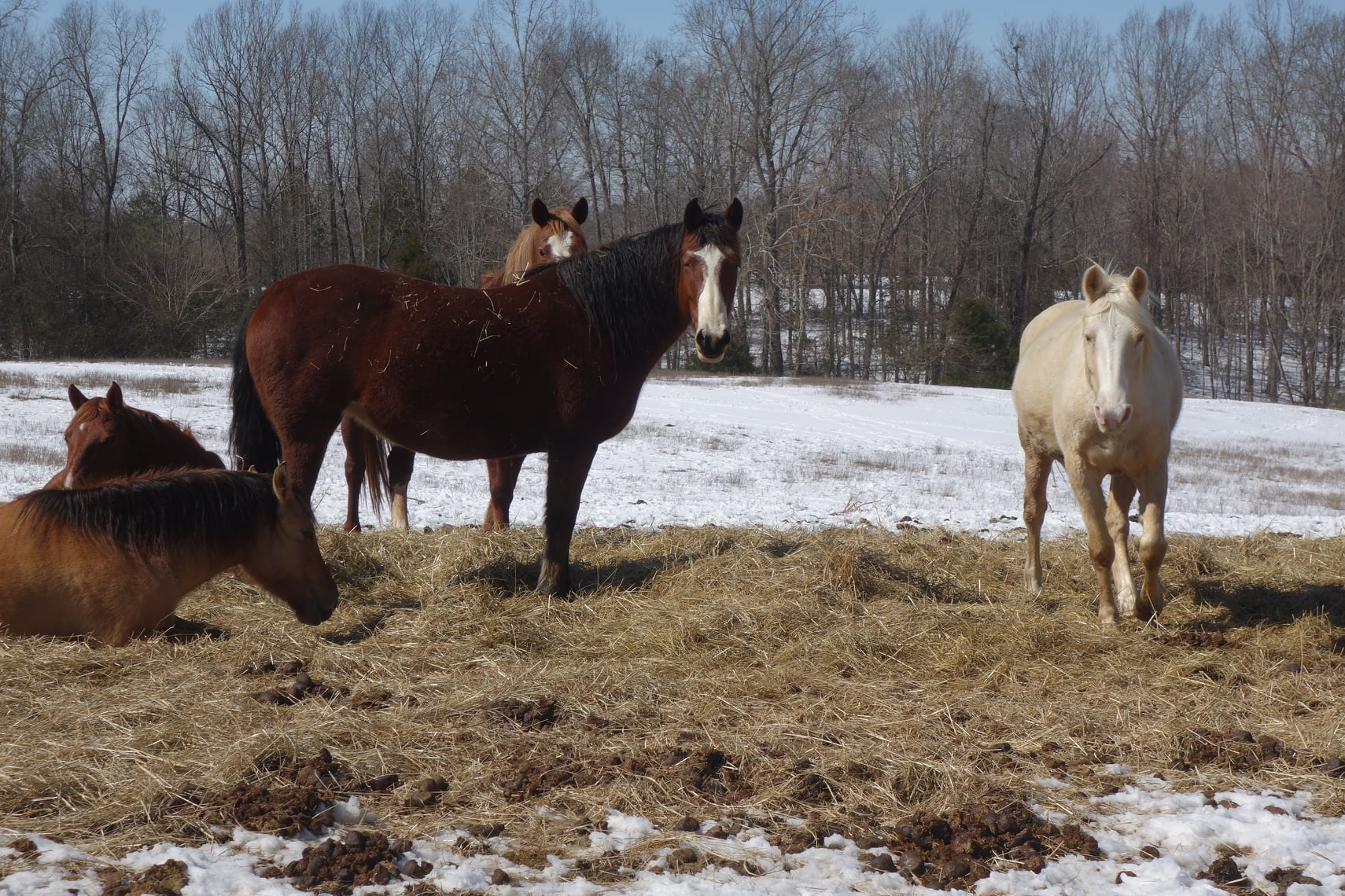Raven's View Farm | Decaturville TN