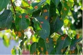 Patriot Tree Service LLC | Sebewaing MI