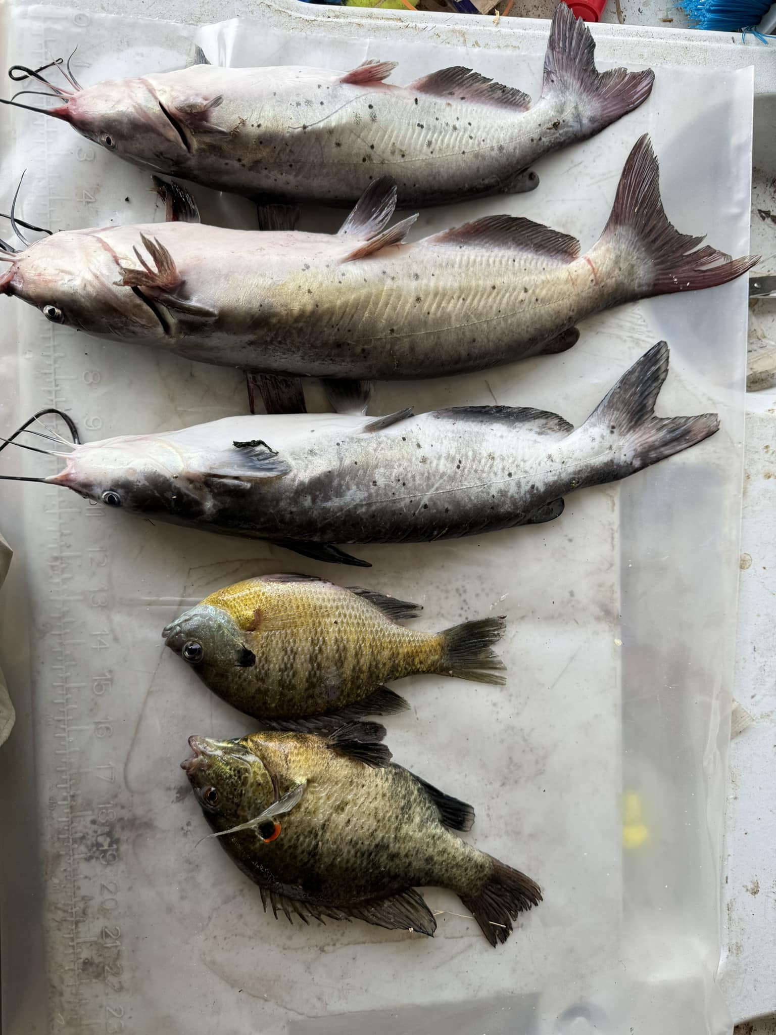 best oil for fly reels Penn Angler Pack SIze:WICKED WEASEL 702MLFS and conventional reels Bladed Jig Trailer Why do I get