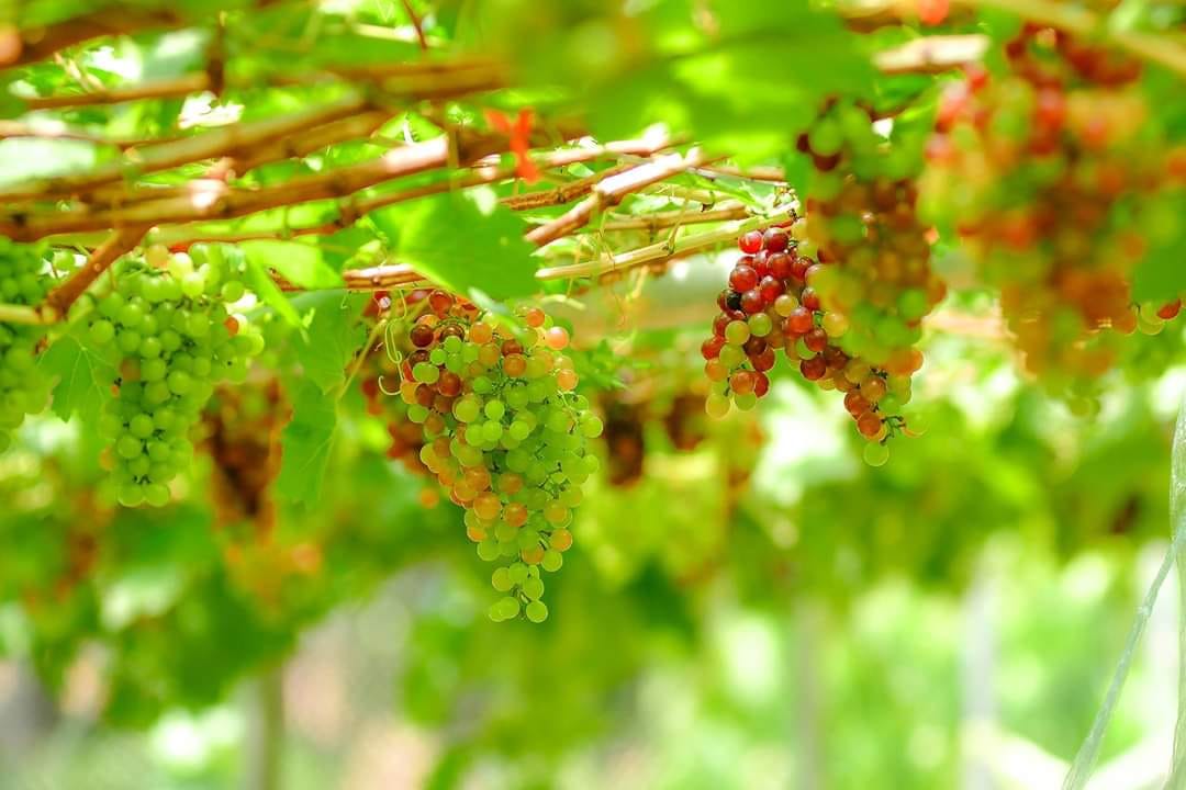 สวนองุ่นทิพย์บัญฑิต จ.ชุมพร | Salui