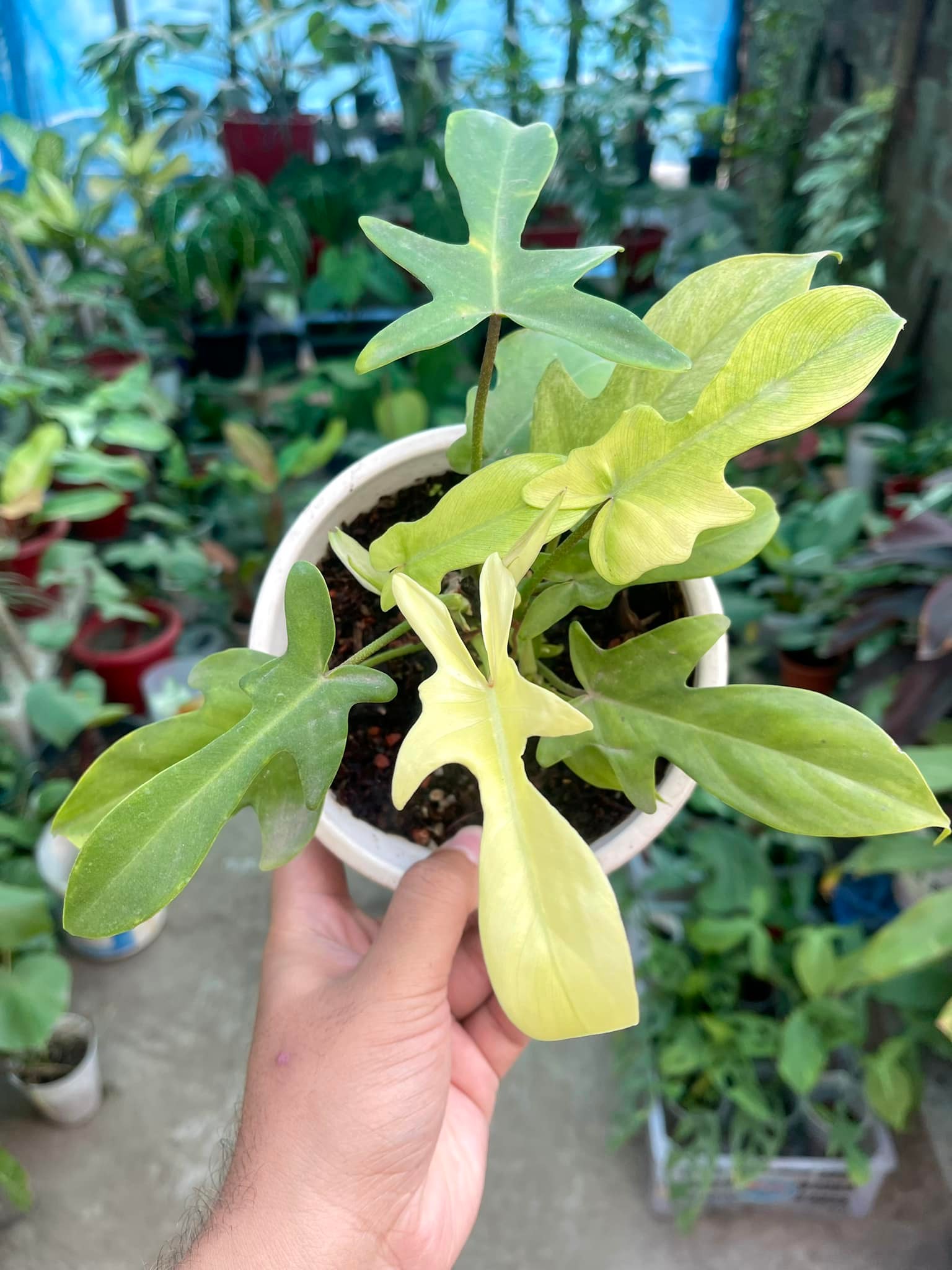 What kind of plants do aliens have?