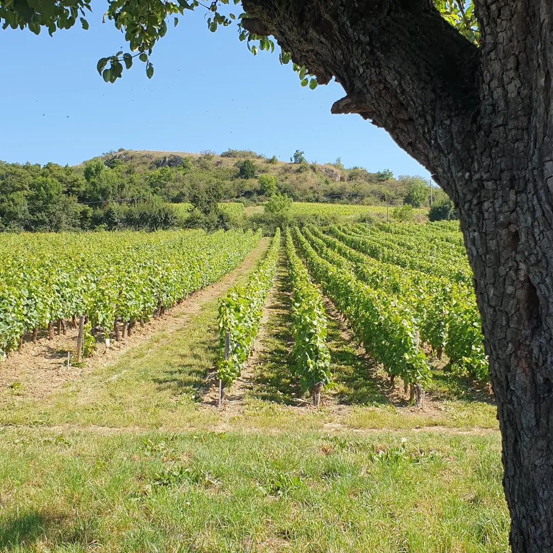 Tous les... - Domaine du Chétif Quart - D'Heilly-Huberdeau