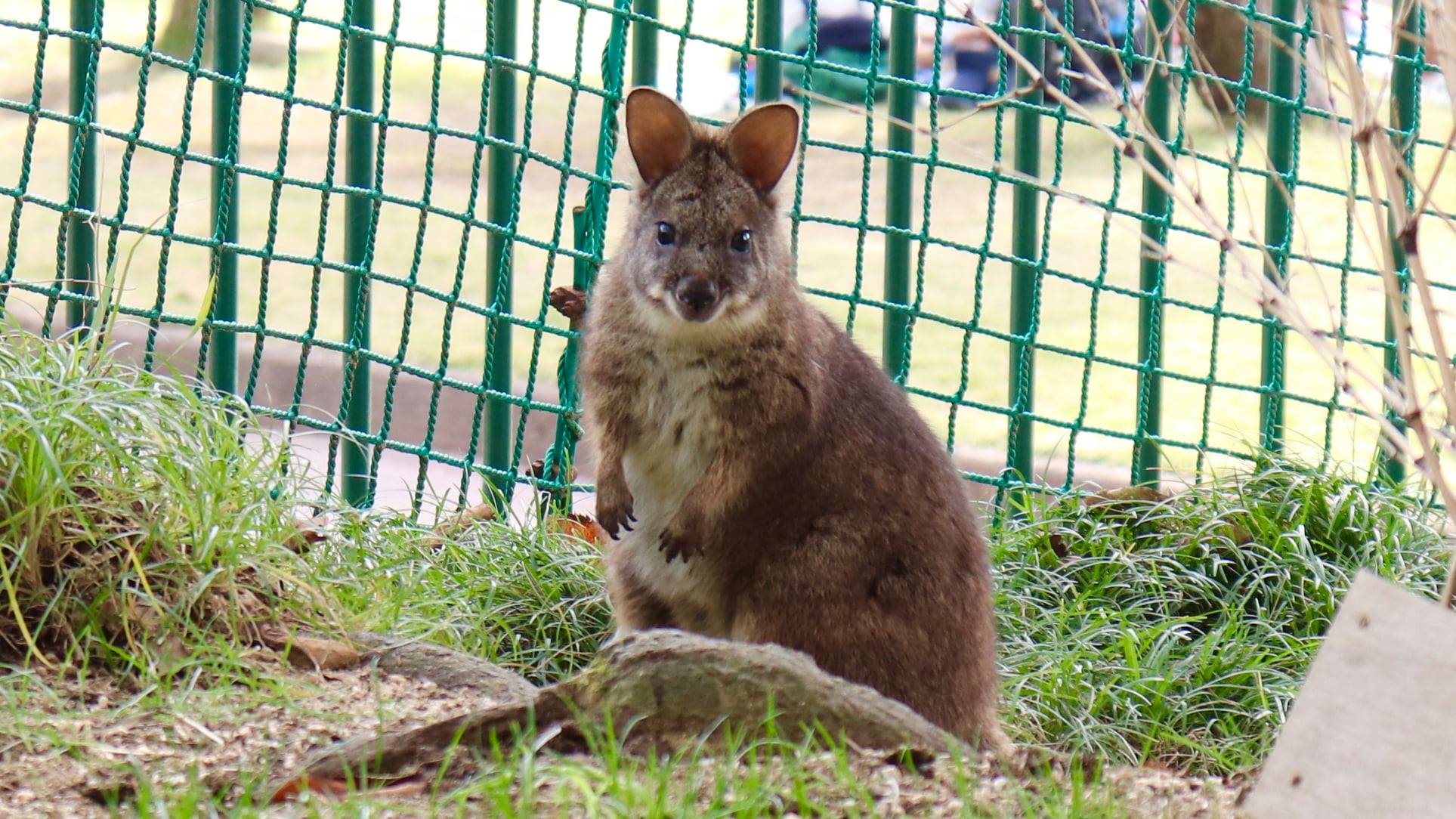 先日、福山市立動物園からパルマワラビーの雌「ポピー」が仲間入りしま 