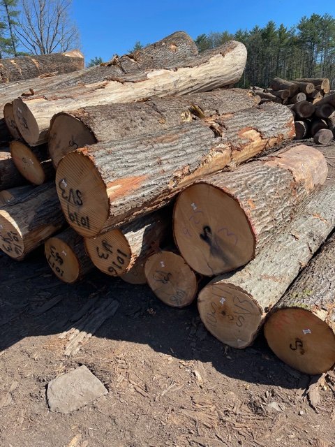 Ezzi Forest Exports LLC - Log / Timber / Lumber Exports | Houston TX