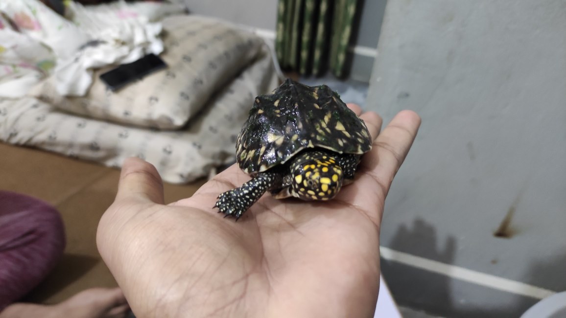 Pakistan Turtles Club | Islamabad