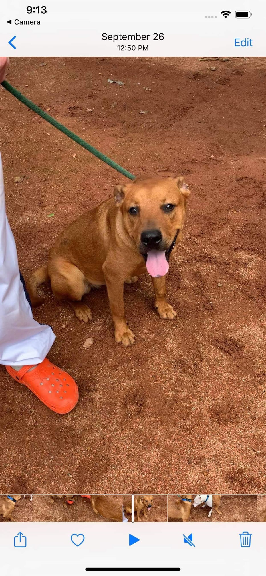 ADOPTED - Meet Turner He is 1-2 years... - Poor Paws Rescue