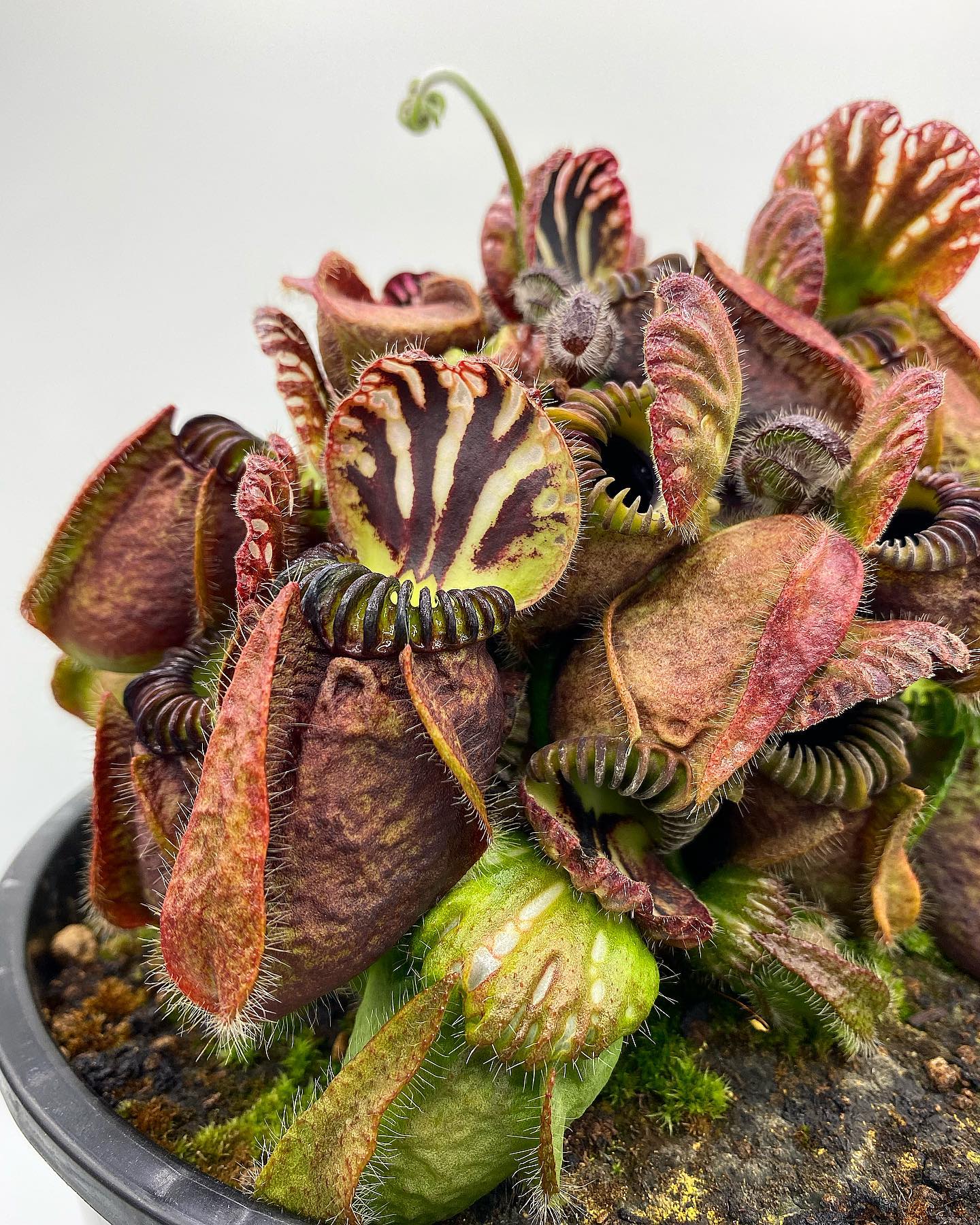 Cephalotus follicularis #hantsflytrap #cephalotusfollicularis 