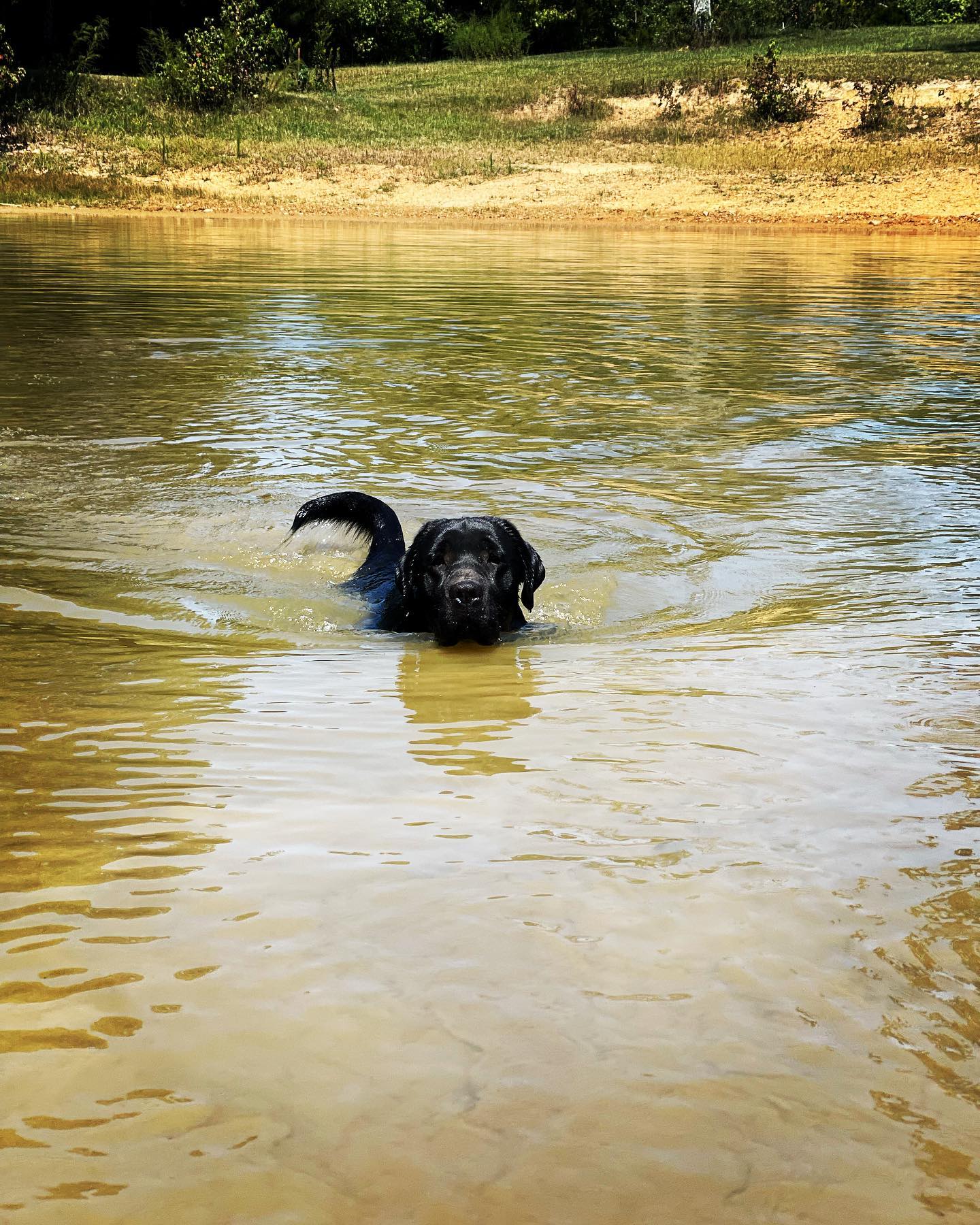 Tried & True Labradors