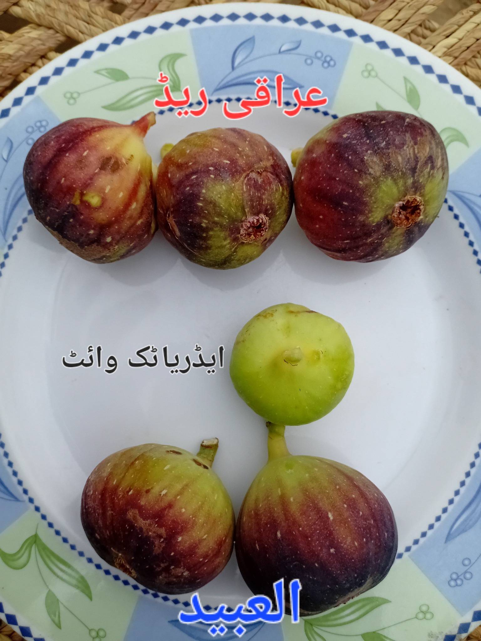 Javed Iqbal Rahi