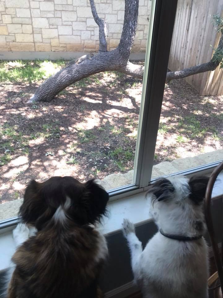 Top Dog Ranch | Austin TX