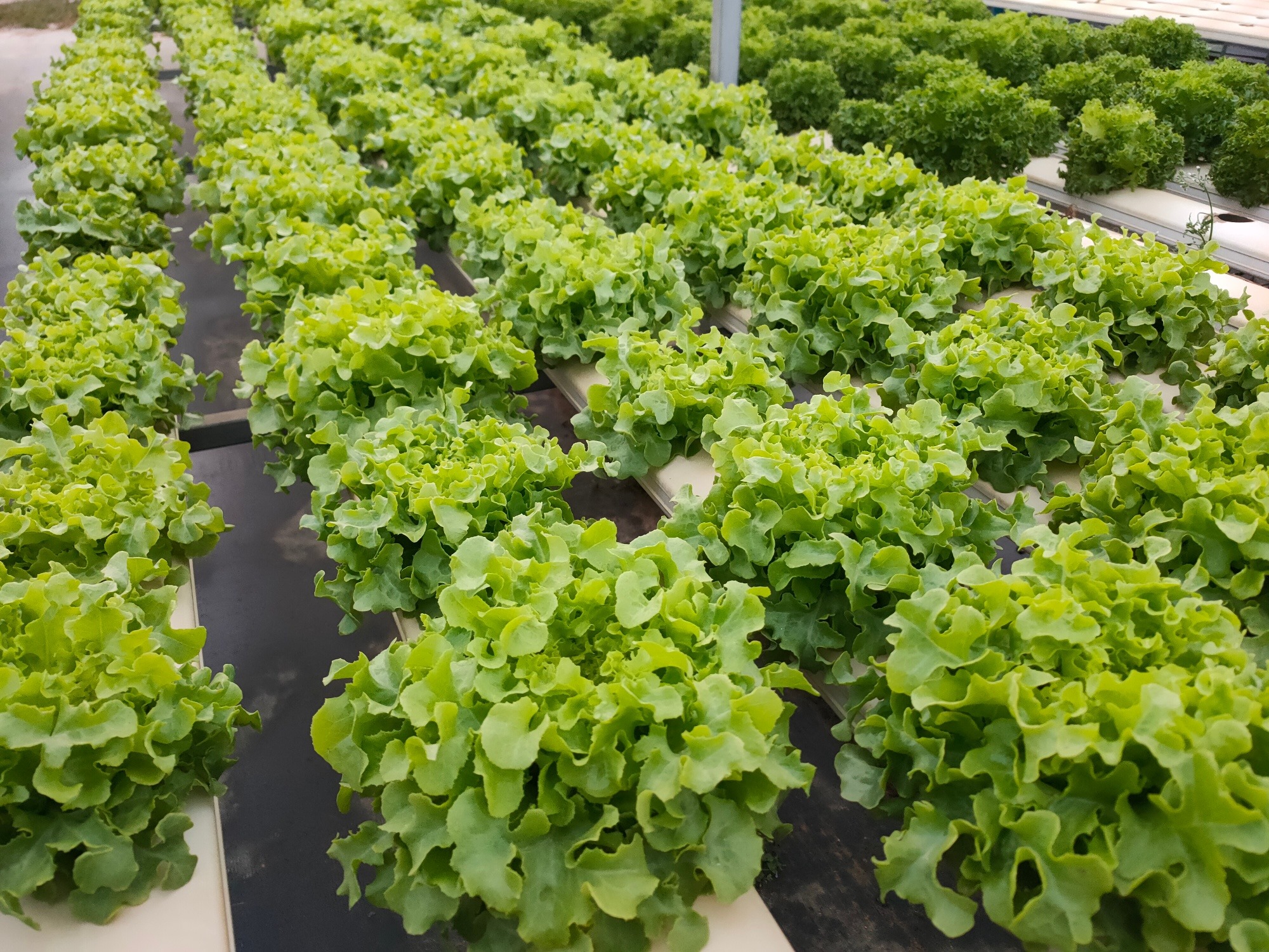 ท่านใดสนใจก็ทักมาสอบถา... - Grow delicious farm ปลูกฟาร์มอร่อย | Facebook