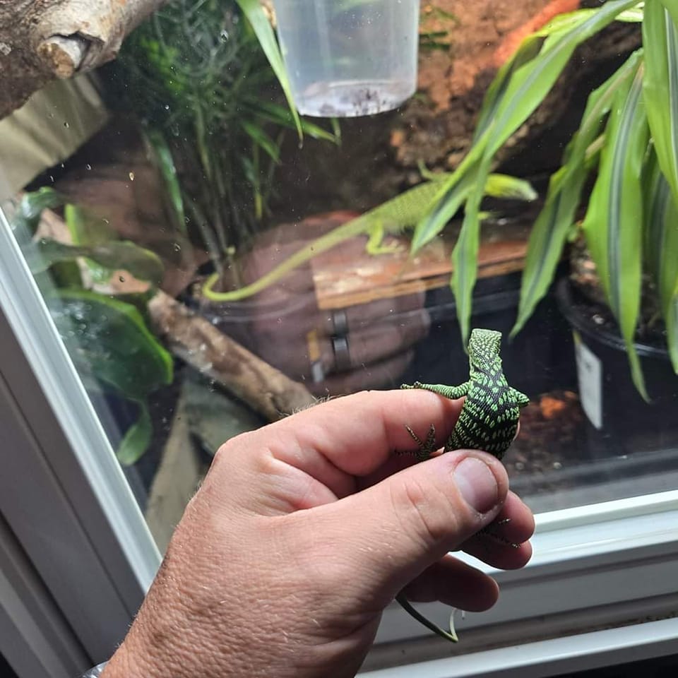 Tree Monitors Community - Husbandry Information & Sharing | Facebook