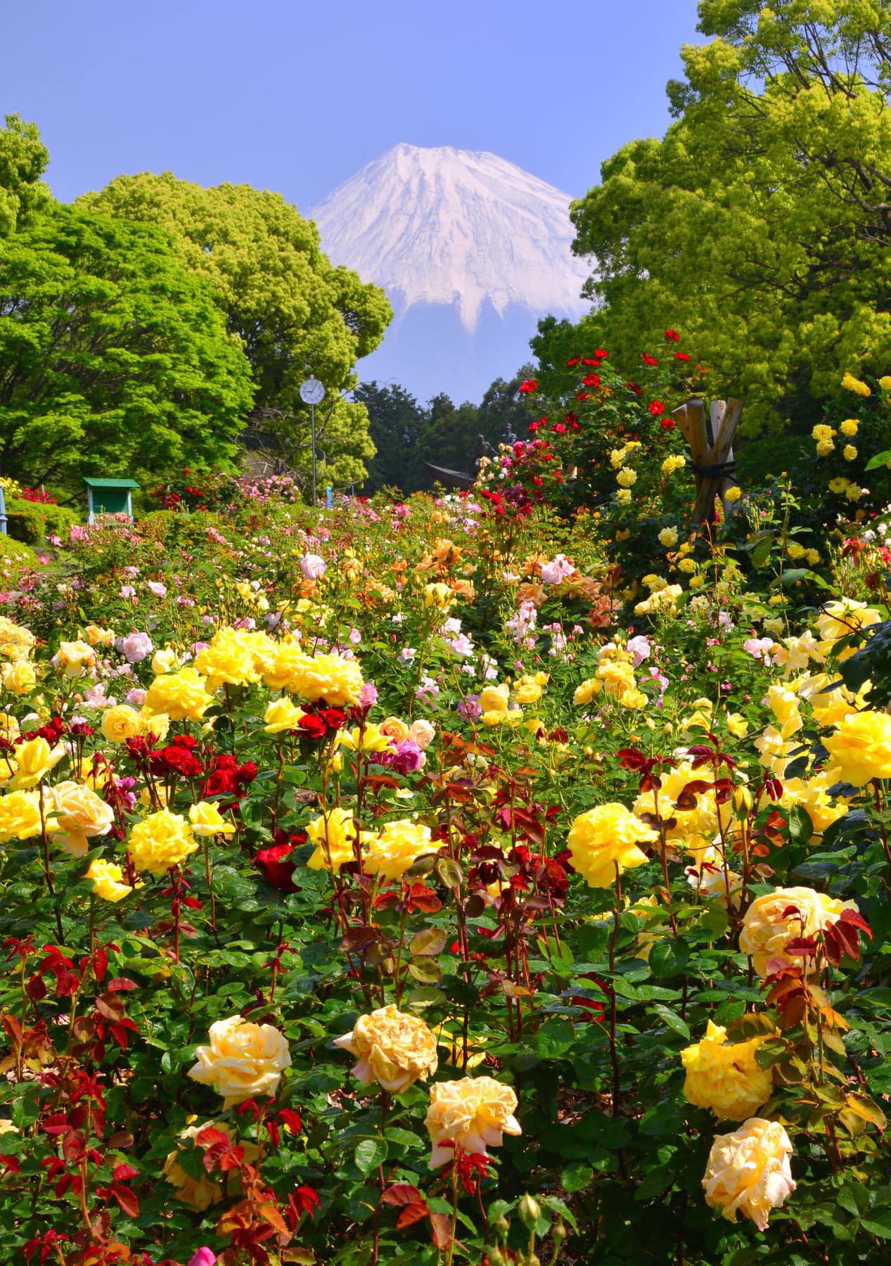広場の市 Fuji City's Hiromi Park rose garden with Mt. Fuji views