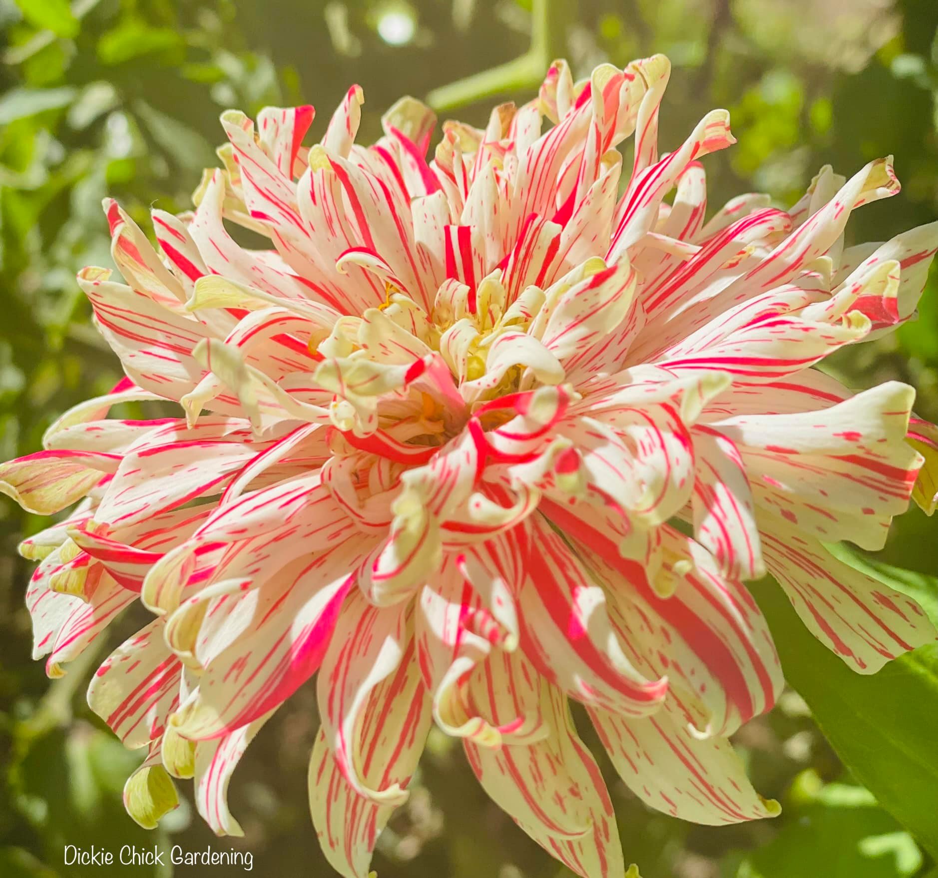 A beautiful Candy Cane Zinnia to begin this Monday morning